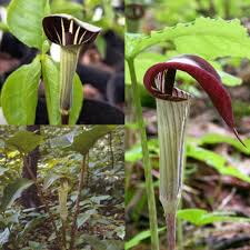 Green Arisaema Triphyllum Planting Seeds for Garden NON GMO Seeds for planting in home garden