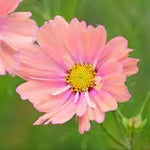 Cosmos Apricotta Flower Seeds for Planting – Soft Peach-Pink Blooms, Heirloom & Non-GMO for planting in home garden