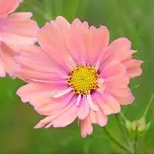 Cosmos Apricotta Flower Seeds for Planting – Soft Peach-Pink Blooms, Heirloom & Non-GMO for planting in home garden