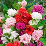Double Camellia Mixed Seeds for Planting – Organic, Heirloom, Non-GMO Fresh Flower Seeds for planting in your garden.