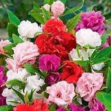 Double Camellia Mixed Seeds for Planting – Organic, Heirloom, Non-GMO Fresh Flower Seeds for planting in your garden.