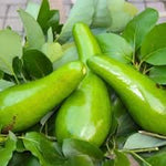 Russell avocado butter fruit seeds for garden