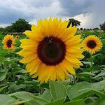 Yellow Sunflower Seeds for Planting – Bright Garden Blooms, Easy to Grow, Non-GMO for planting in home garden
