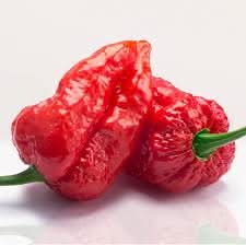 Bhut Jolokia Pepper Capsicum chinense for planting in vegetable patch