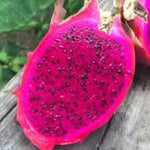 Pink dragon fruit Hylocereus seeds for planting
