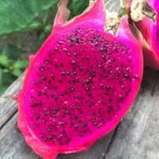 Pink dragon fruit Hylocereus seeds for planting