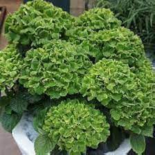 Dark Green Hydrangea Flower Planting Seeds for Garden NON GMO Seeds for planting in home garden