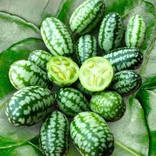 Cucamelon seeds tiny melons