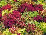 Mix Coleus Canina Plant Seeds for Planting - NON GMO Seeds seeds for planting in home garden