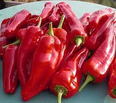 Guindilla Pepper Capsicum annuum seeds for planting in home garden