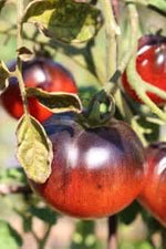 Black‑Red Tomato Solanum lycopersicum seeds for garden planting