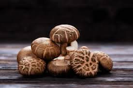 Shiitake Mushroom Lentinula edodes for planting in urban garden
