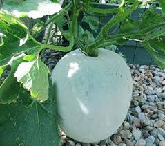 Ash Gourd Benincasa hispida seeds for garden planting