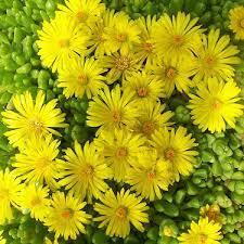 Yellow Delosperma Nubigenum or Ice Plant Flower Planting Seeds for Garden NON GMO Seeds for planting in home garden