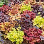 Mixed Heuchera Micrantha Seeds for Planting - Heirloom, NON-GMO Perennial Seeds for Garden & Landscaping Dhara Seeds
