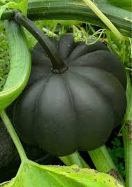 Black Pumpkin Vegetable Seeds for Planting - heirloom & Non-GMO Seeds