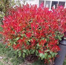 Photinia Serrulata Plant Seeds for Planting - 100