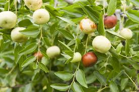 Silverhill Jujube Fruit Seeds for Planting - Growing Sweet Jujube Trees for Beautiful Home Garden, GMO Free Seeds