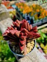 Red Pagoda Plant Seeds for Planting - NON GMO Seeds Dhara Seeds
