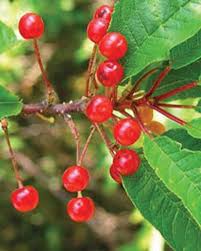 Pin Cherry (Prunus pensylvanica) Fruit Seeds for Planting - Sweet, Juicy, and Colorful Cherries