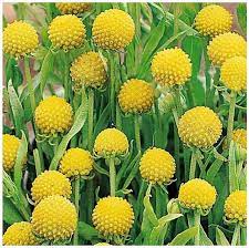 Craspedia Drumstick Yellow Sun Ball Flower Seeds for Planting - Heirloom & Non-GMO Garden Seeds Dhara Seeds
