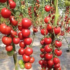 Climbing or Waterfall Tomato Seeds for Planting