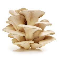 Oyster Mushroom Seeds for Planting