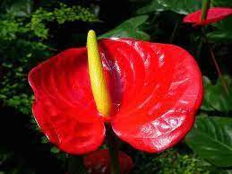 Red Anthurium Flower Seeds for Planting - Heirloom and Non-GMO garden seeds Dhara Seeds
