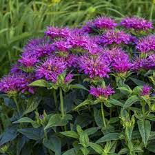 Monarda Didyma Purple Seeds – Organic, Heirloom, Non-GMO Flower Seeds for Planting