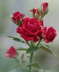 Fragrant Red Rose Plant Seeds for Garden Heirloom Non-GMO Seeds for Planting and Growing Dhara Seeds