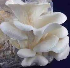 Corofitam Mushroom Spawn Seeds for Planting