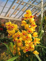 Yellow Orchid Formaldehyde Flower Planting Seeds for Garden NON GMO Seeds Dhara Seeds