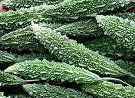 CO1 Bitter Gaurd Vegetable Seeds for Planting