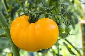 Dark Yellow Huge Tomato Seeds for Planting