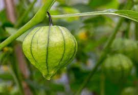 Cream Tomatillo Fruit Seeds - Tangy Fruit for Salsa and Sauces