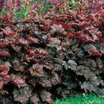 Purple Coral Bells Heuchera Seeds for Planting - Heirloom, NON-GMO Flower Seeds - Shade-Loving Perennial Dhara Seeds