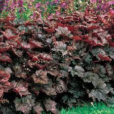 Purple Coral Bells Heuchera Seeds for Planting - Heirloom, NON-GMO Flower Seeds - Shade-Loving Perennial Dhara Seeds