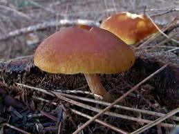 Orange and Brown Mushroom Seeds for Planting