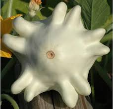 Squash - Yugoslavian Finger Vegetable Seeds for Planting - Heirloom and Non-GMO Garden Seeds