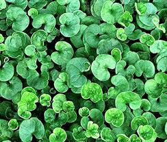 Heirloom Non-GMO Green Dichondra Repens Lawn Seeds – Lush Ground Cover for Garden Planting Dhara Seeds