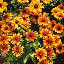 Yellow Rudbeckia Goldstrum Flower Seeds for Planting 100