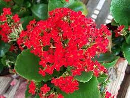Organic Red Kalanchoe Humilis Plant Seeds for Planting – Heirloom, Non-GMO