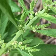 Epazote Dysphania Ambrosioides Plant Seeds for Planting Heirloom, NON-GMO Seeds Dhara Seeds