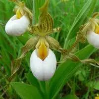 "cypripedium-acaule-white-ladys-slipper-flower-seeds-heirloom-non-gmo"

