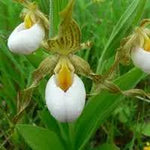 "cypripedium-acaule-white-ladys-slipper-flower-seeds-heirloom-non-gmo"

