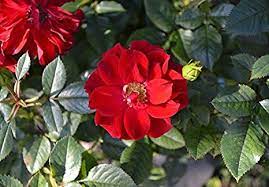 Red Rugrose Rose Plant Seeds for Garden Heirloom Non-GMO Seeds for Planting and Growing Dhara Seeds