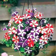 Starry Petunia Multi-Colour Flower Seeds for Planting - Heirloom, NON-GMO, Vibrant Garden Blooms Dhara Seeds