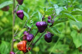 UFO Pepper Seeds for Vegetable Planting