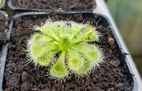 Green Sundew Clip Plant Seeds for Planting, 100