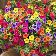 Mixed Hanging Petunia Flower Seeds for Planting - Heirloom, NON-GMO Seeds for Vibrant Garden Blooms Dhara Seeds